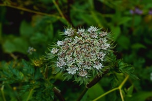 Close-up of a rare wildflower species protected by the organization.