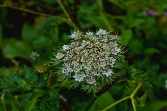 Close-up of a rare wildflower species protected by the organization.