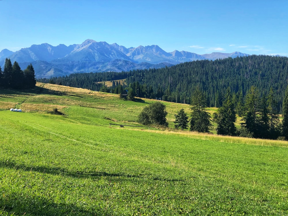 green grass field at daytime