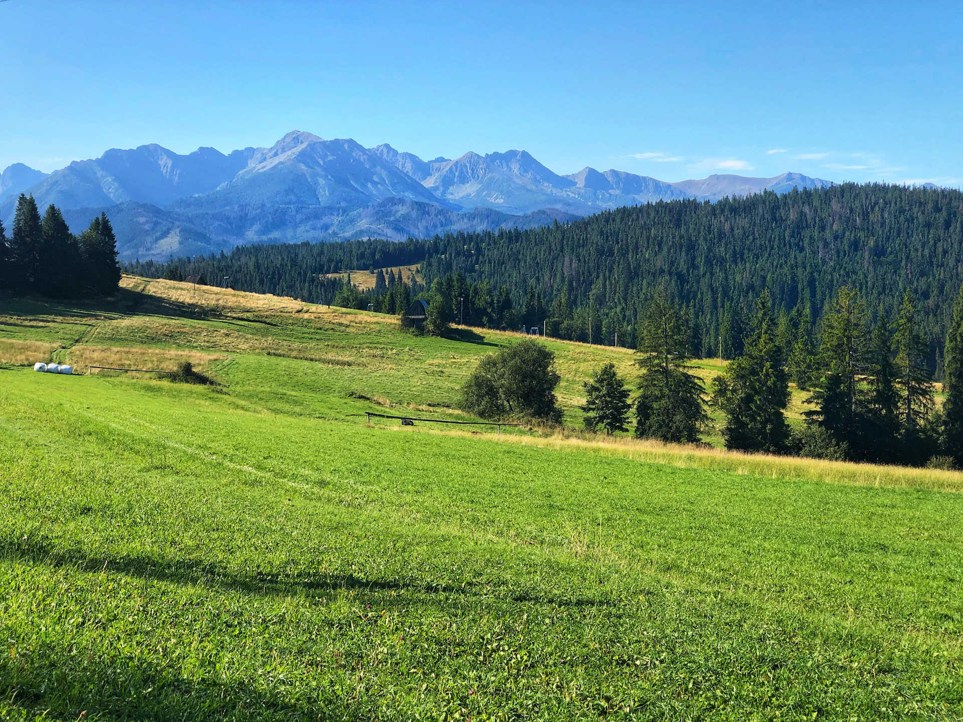 green grass field at daytime