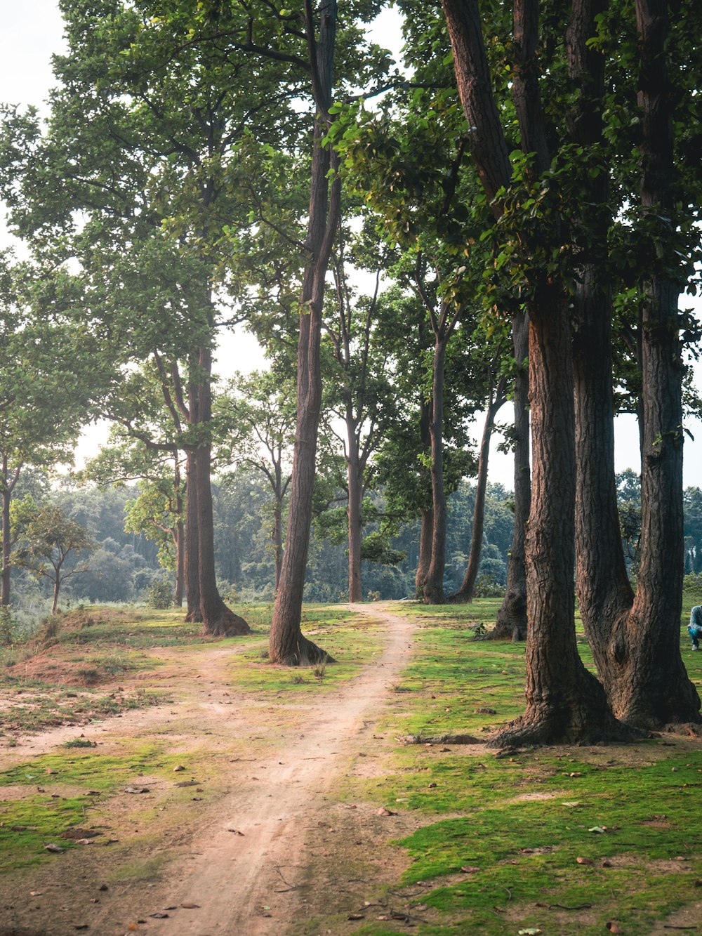 pathway surrounded with tall and green trees