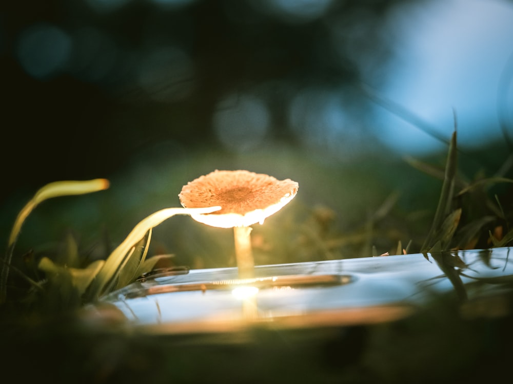 brown mushroom on focus photography