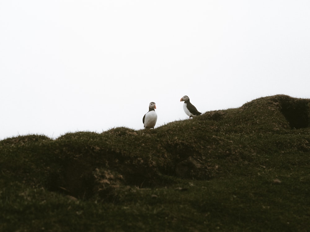 two white birds at daytime