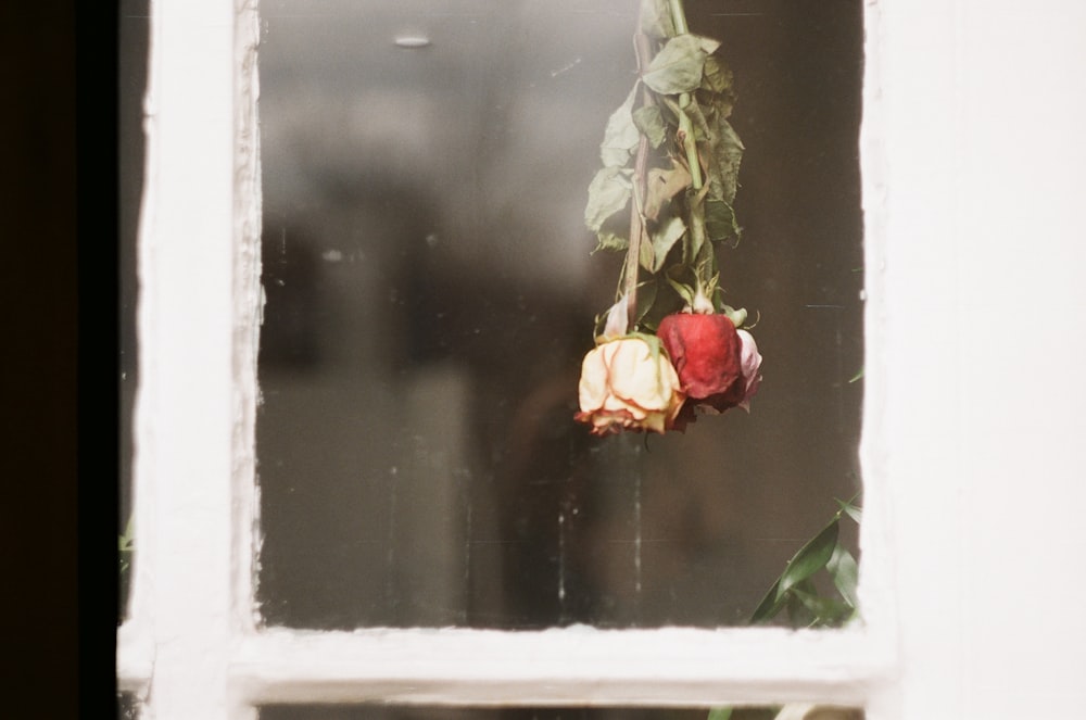 two red rose flowers