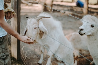 A person is feeding a white goat through a fence, with a llama standing nearby. The setting seems to be an outdoor petting zoo or farm. The person is holding a paper bag and extending their hand to the goat, which is eagerly consuming the offered food. The background is slightly blurred, highlighting the animals and the human interaction.