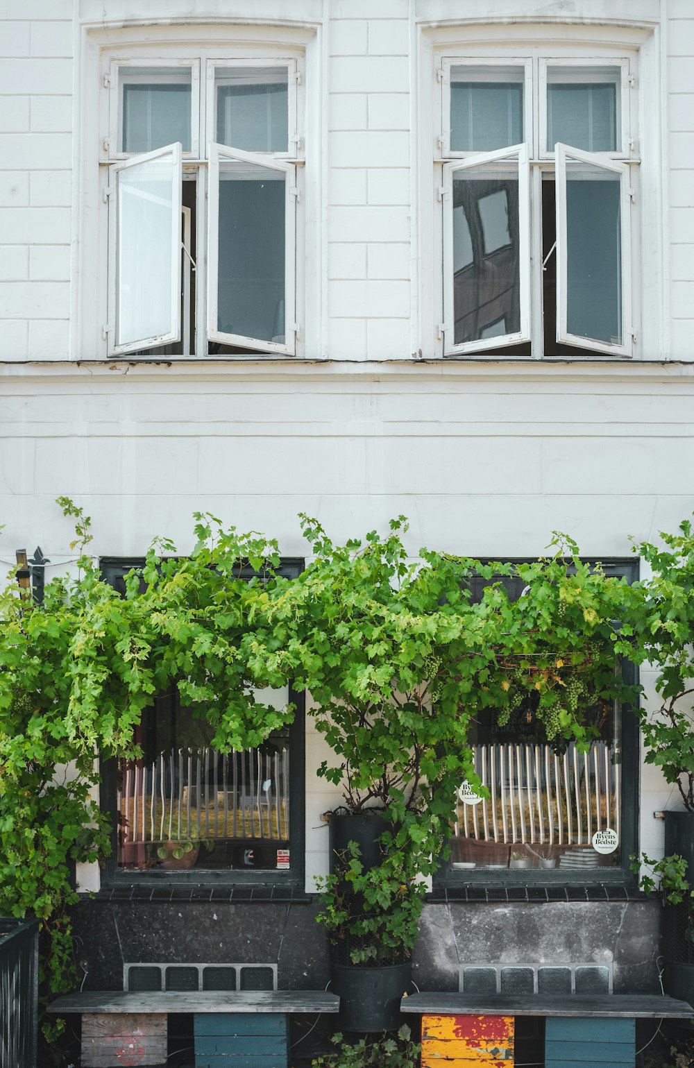 green vine plant on glass window