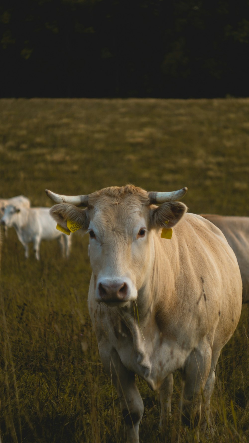 white and brown cow standing on grass