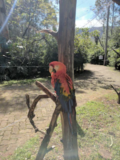 A vibrant parrot perched on a blooming branch with sunlight filtering through leaves.