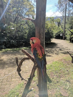 A vibrant parrot perched on a colorful branch in a sunlit aviary.
