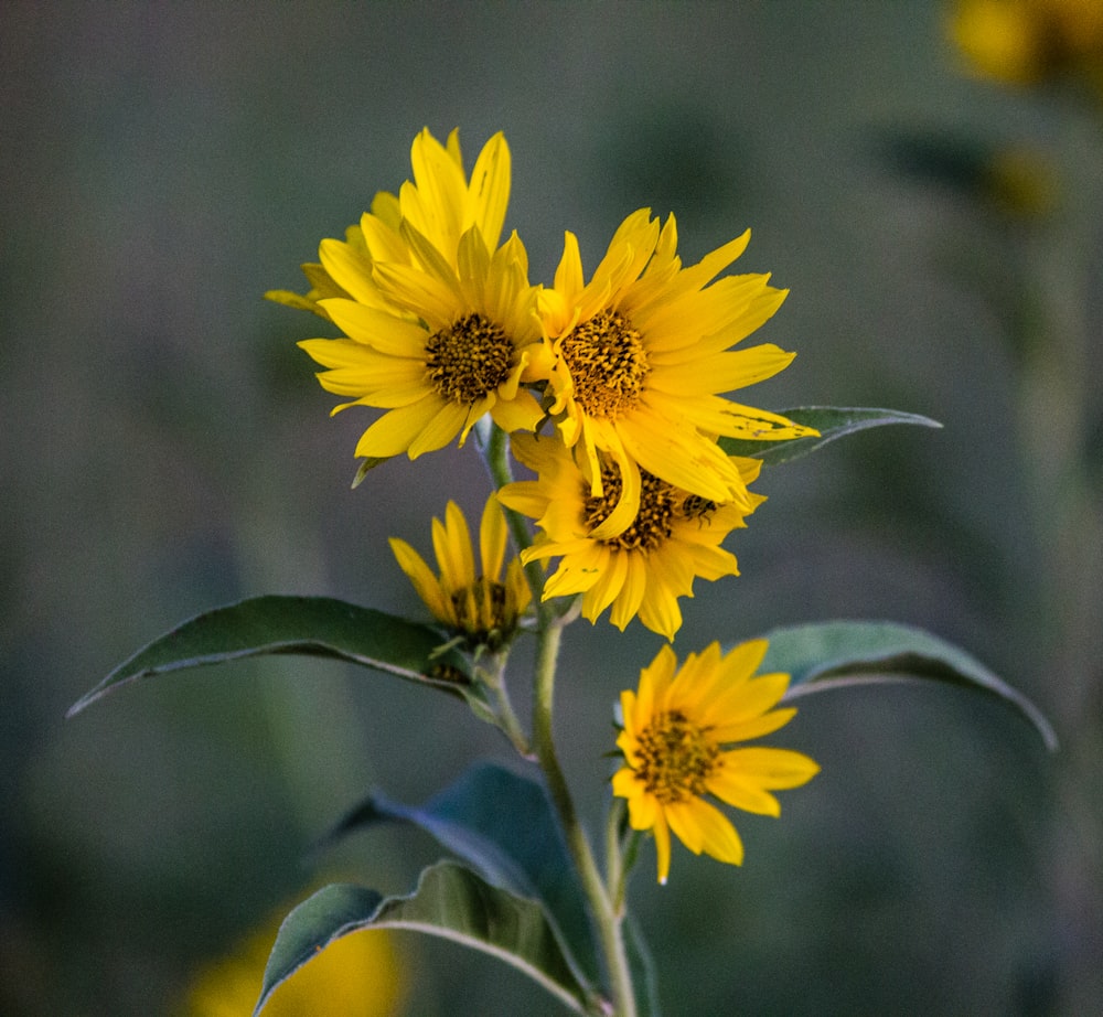 shallow focus photo of yellow flowers