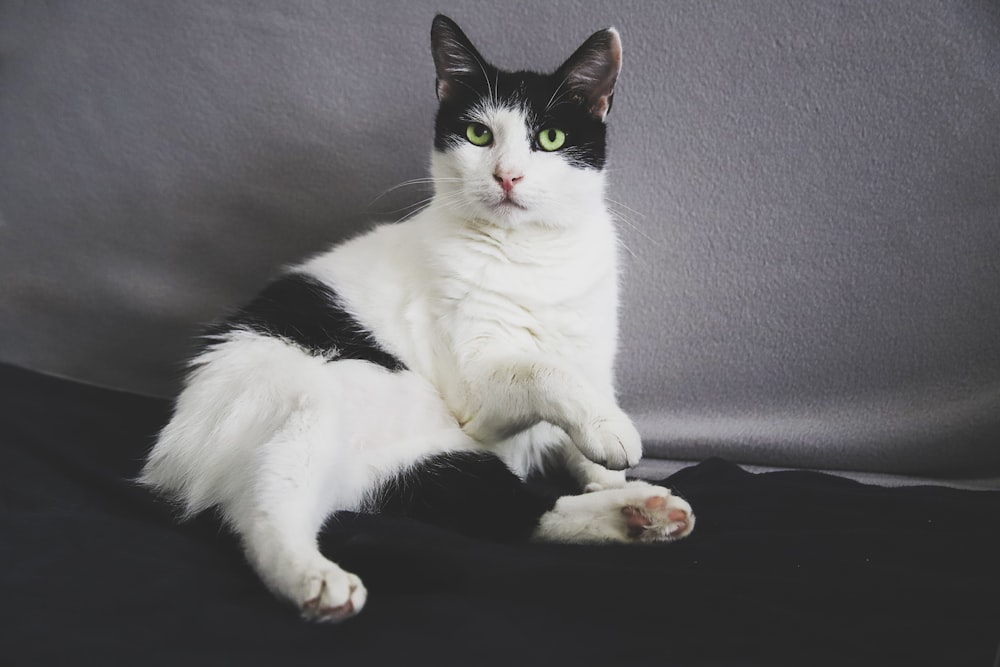 gato branco e preto de pelo curto