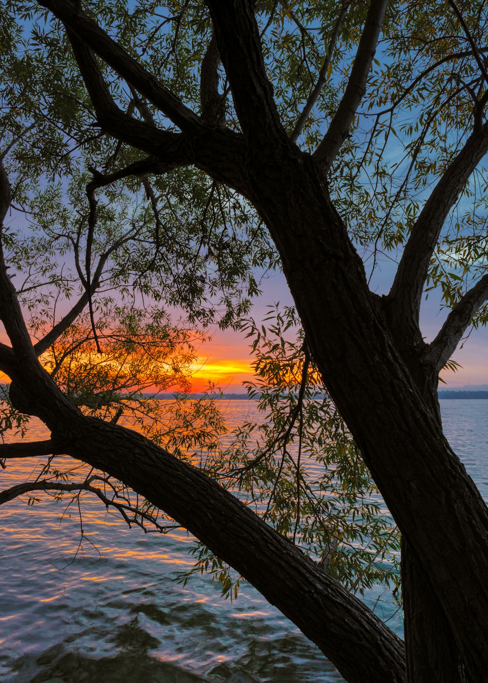 green-leafed tree