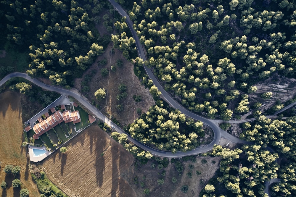 Fotografia aerea di alberi dalle foglie verdi