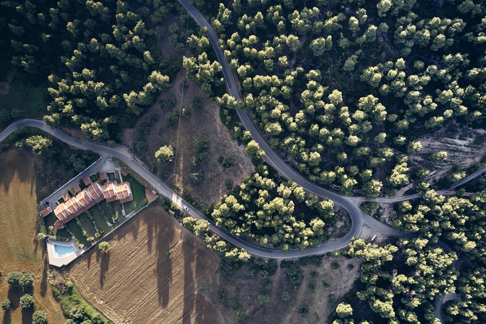 aerial photography of green-leaved trees