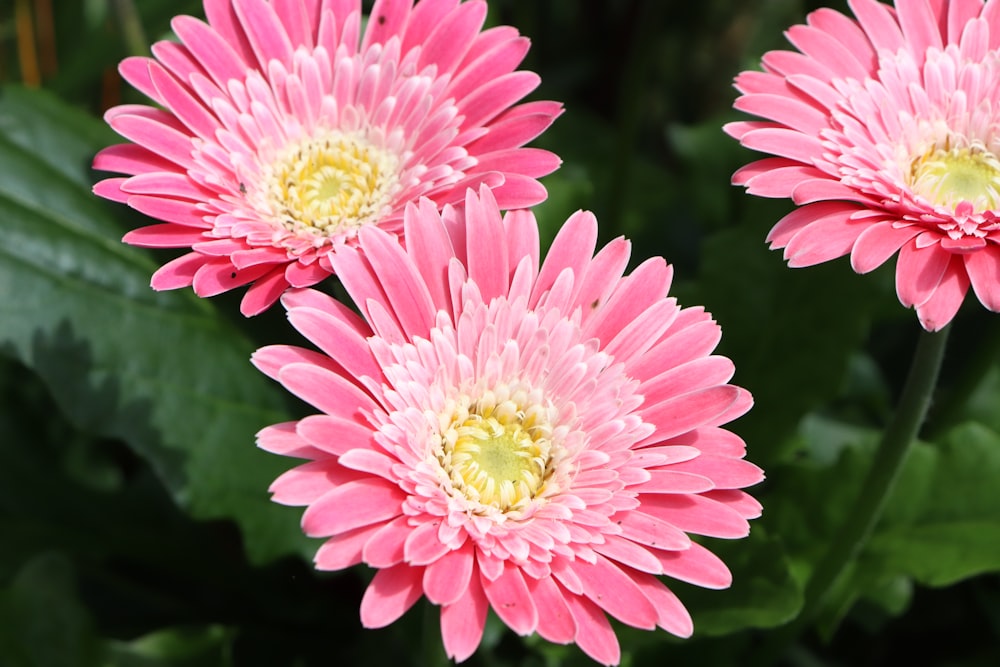 shallow focus photo of pink flowers