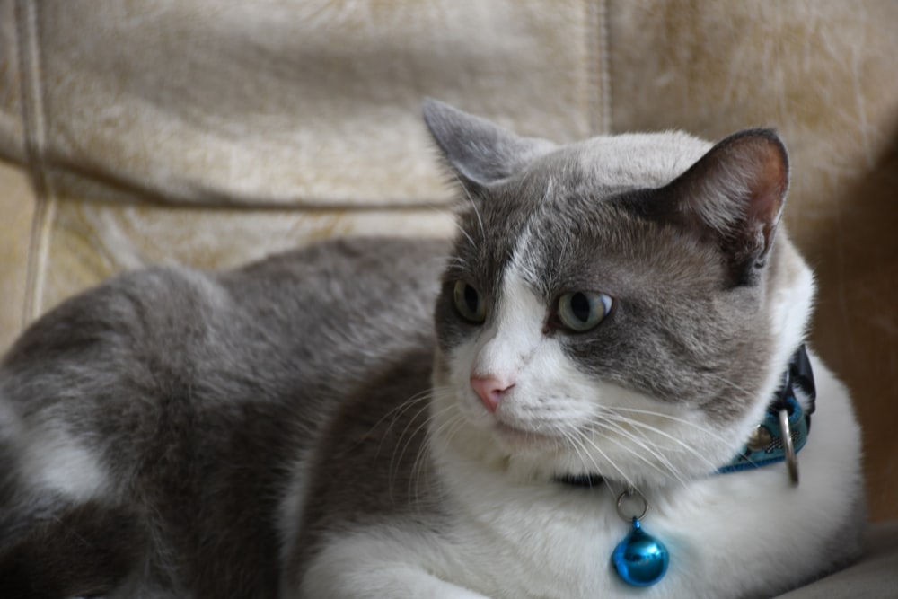 shallow focus photo of white and gray cat