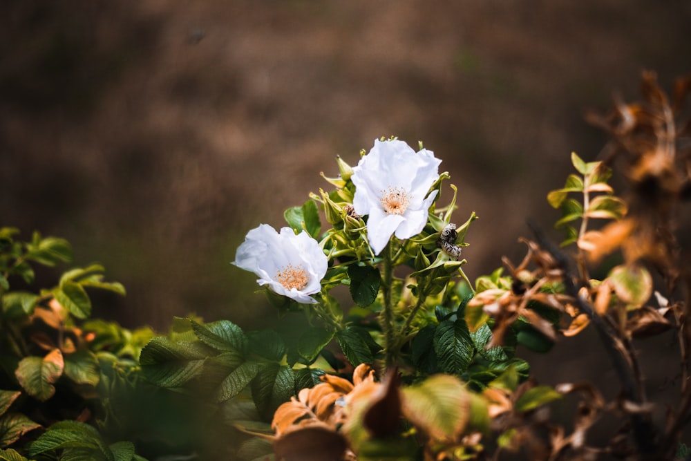 Nahaufnahme mit weißblättrigen Blumen