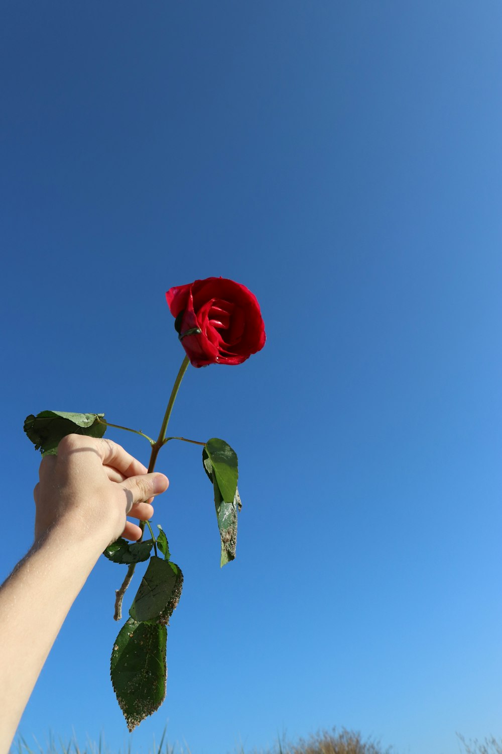 red rose flower