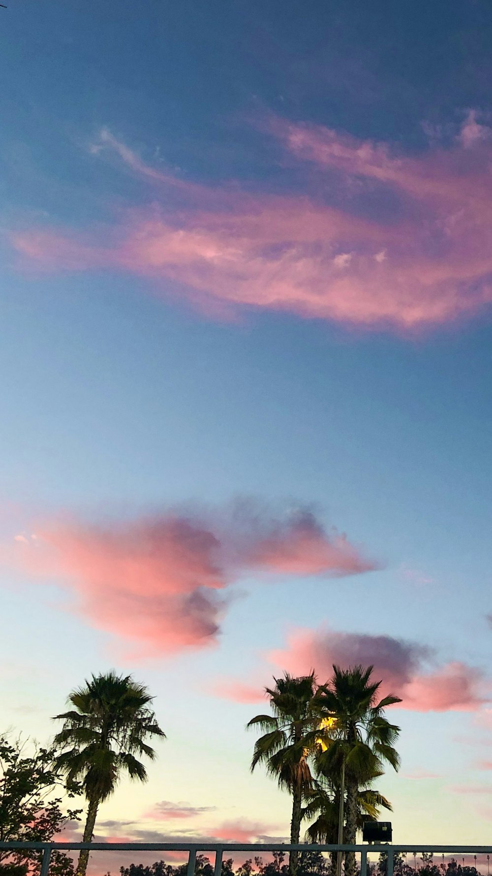 coconut tree under blue sky