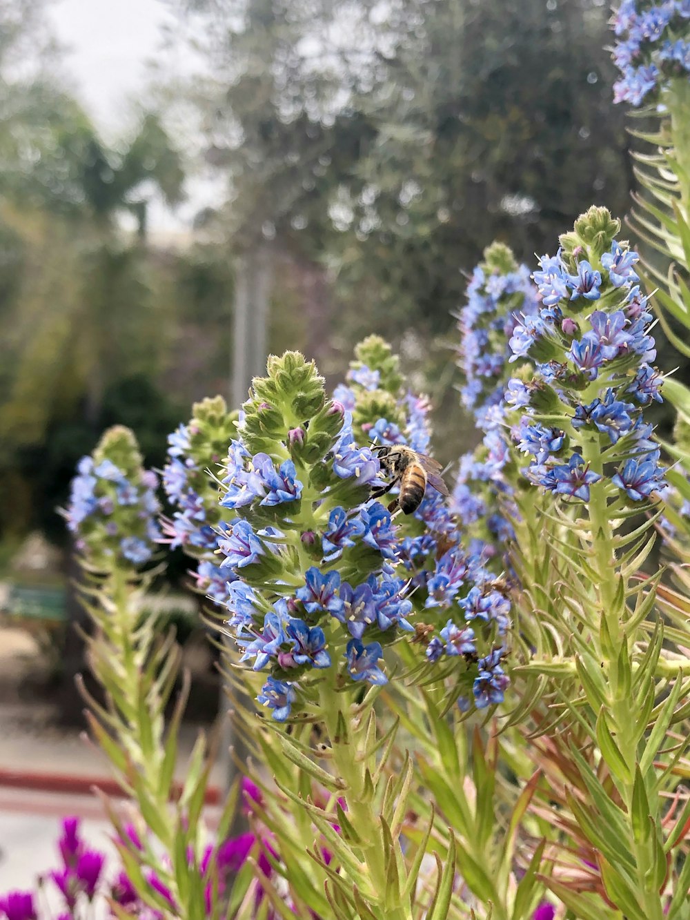 purple flowers