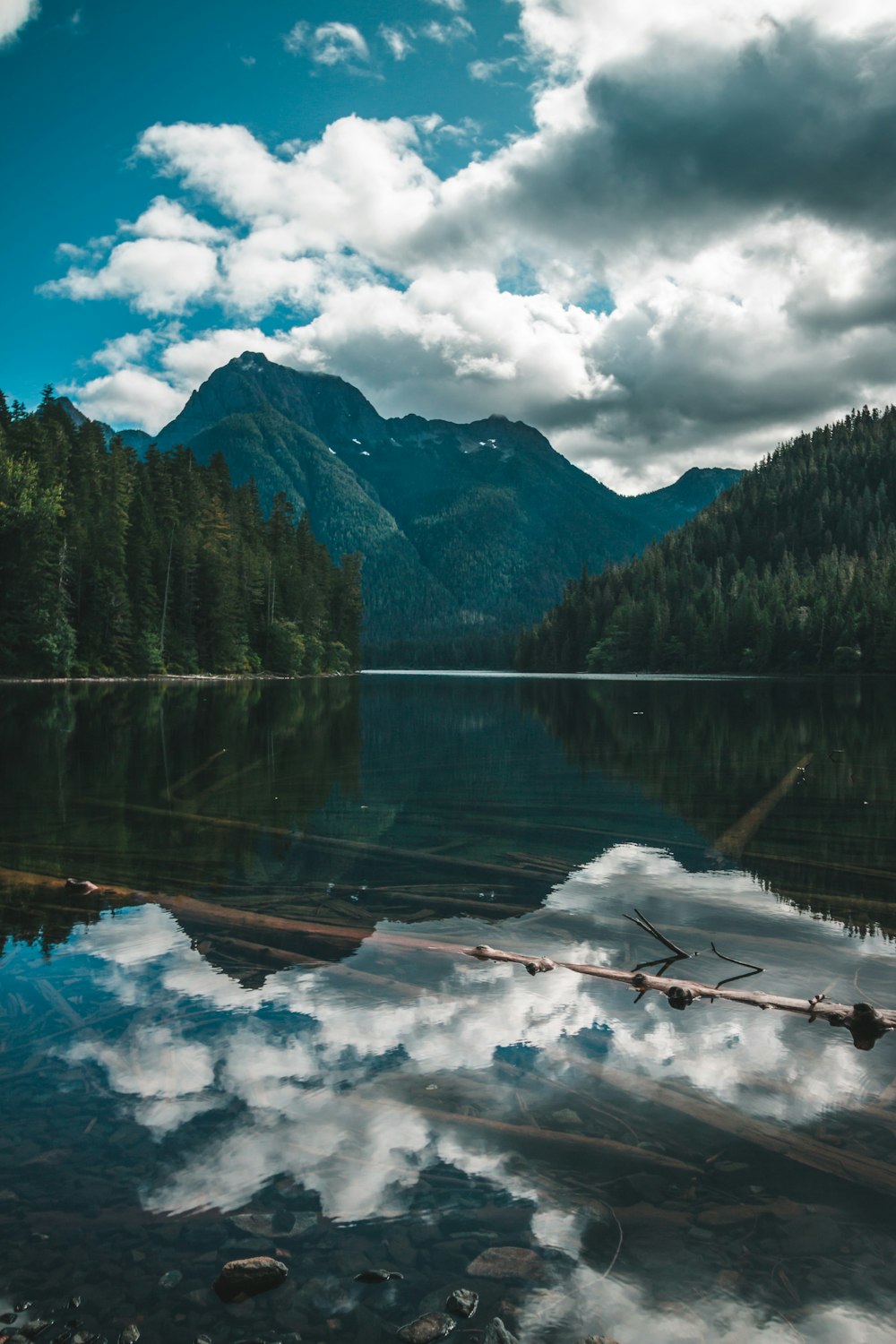 a body of water surrounded by a forest