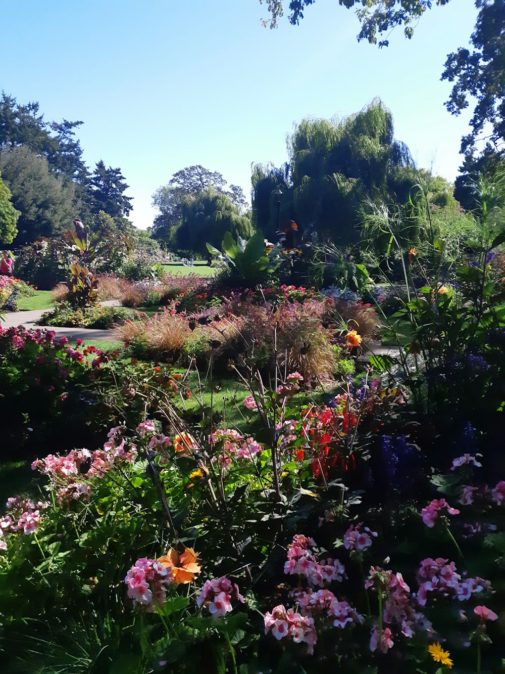 assorted petaled flowers at daytime