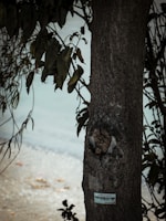 Volunteers measuring tree growth as part of ongoing project monitoring.