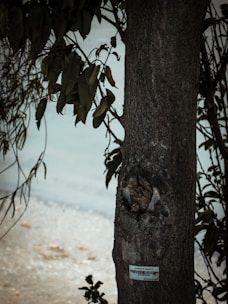 A tree trunk standing in a natural setting with some leaves hanging from the branches. An identification tag is attached to the trunk, suggesting it may be part of a monitored or preserved area.