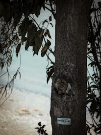 A tree trunk standing in a natural setting with some leaves hanging from the branches. An identification tag is attached to the trunk, suggesting it may be part of a monitored or preserved area.