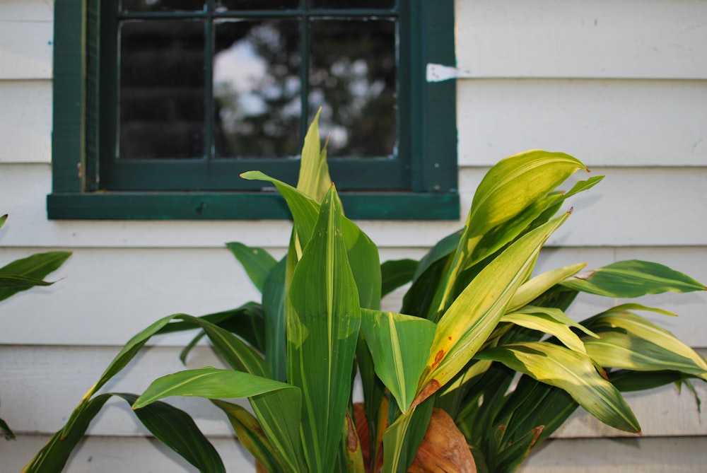 green linear leafed plant