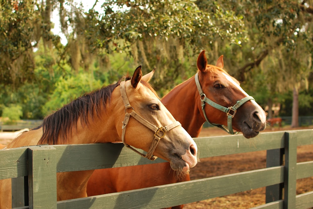 two brown horses inside fence