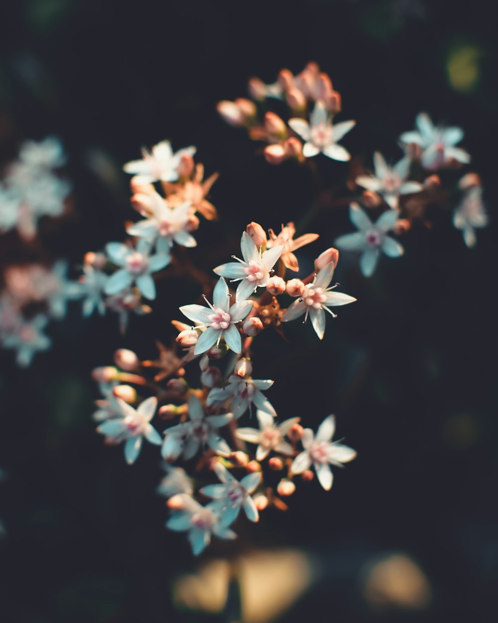 selective-focus photography of blue petaled flower