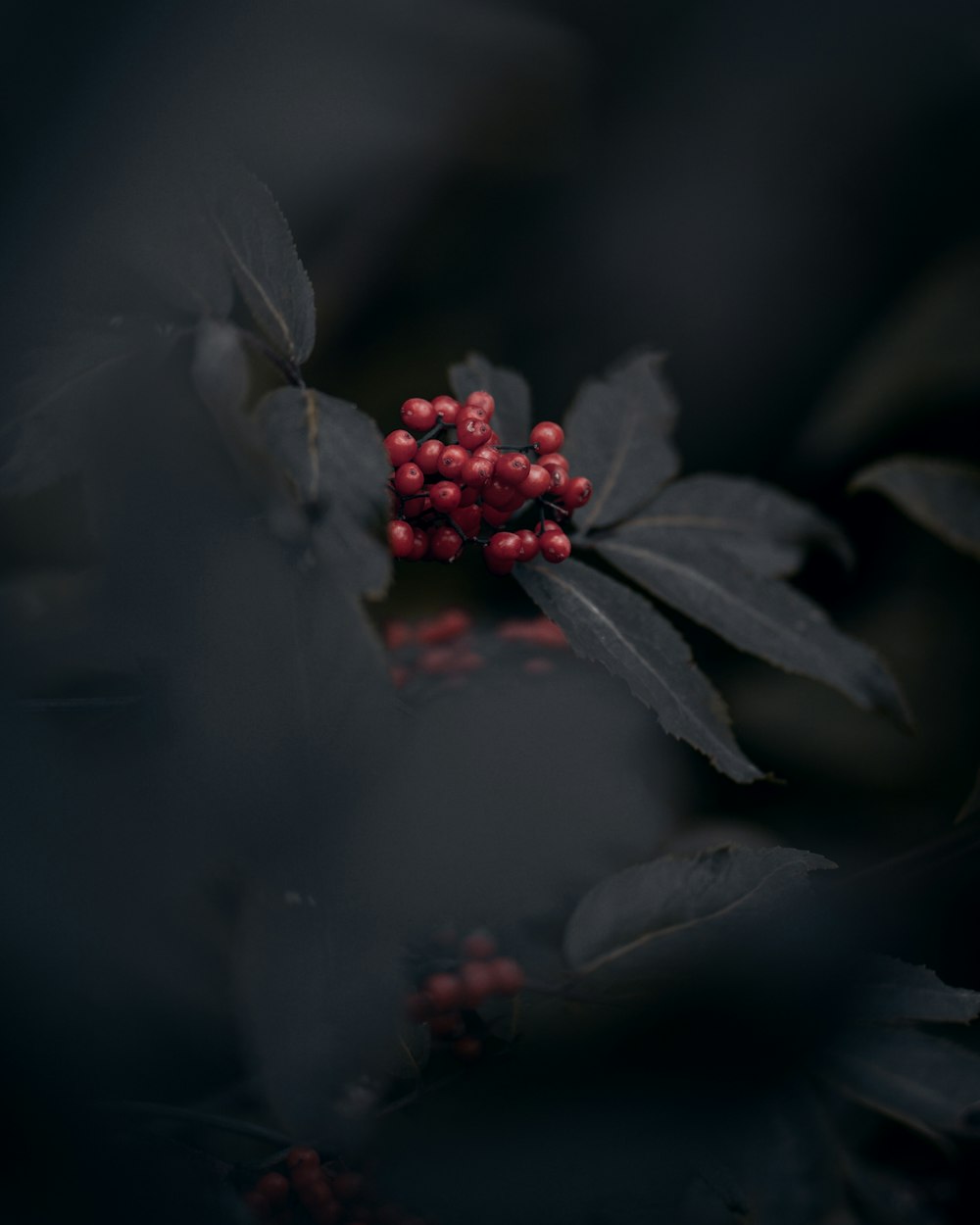 round red fruits