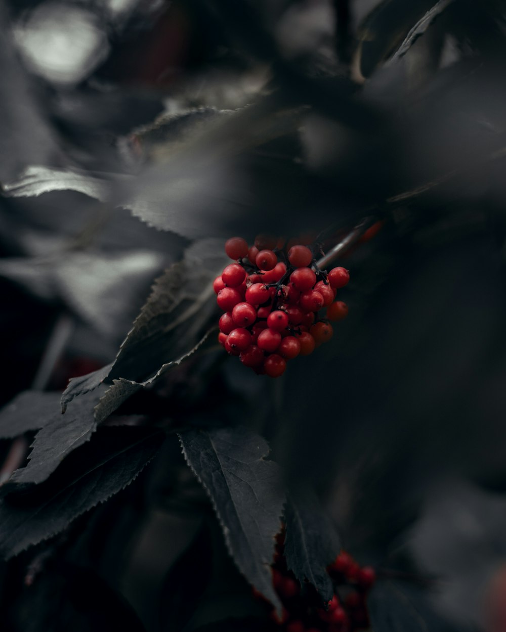 selective focus photography of round red fruit
