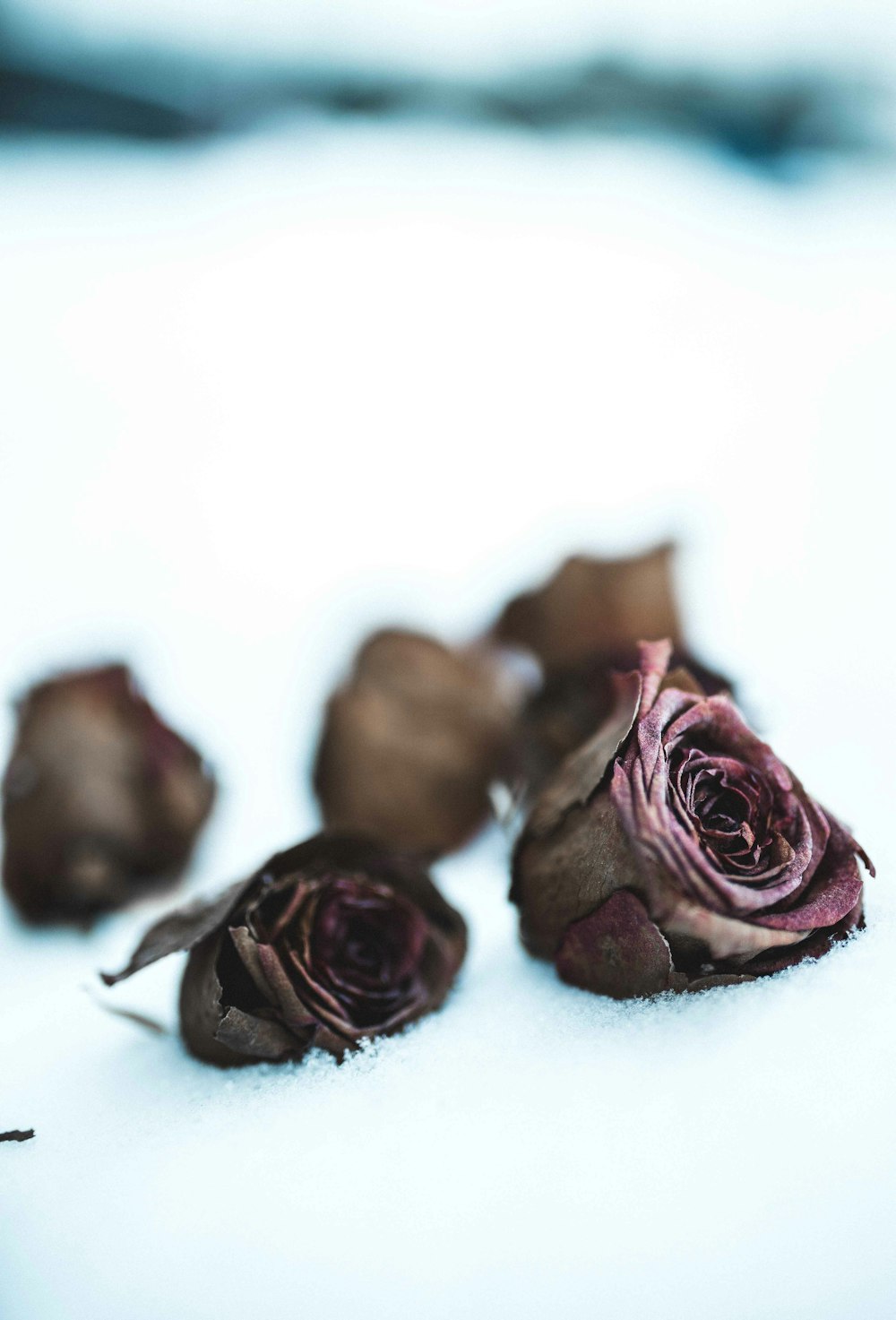 close-up photography of purple rose flowers