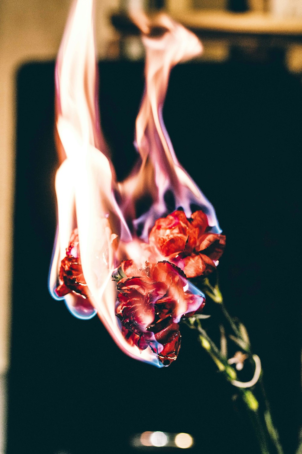 Burning Rose Pictures | Download Free Images on Unsplash