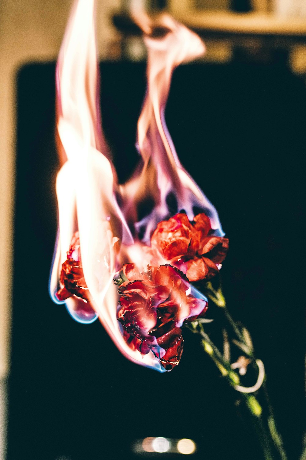 a close up of a flower with a blurry background