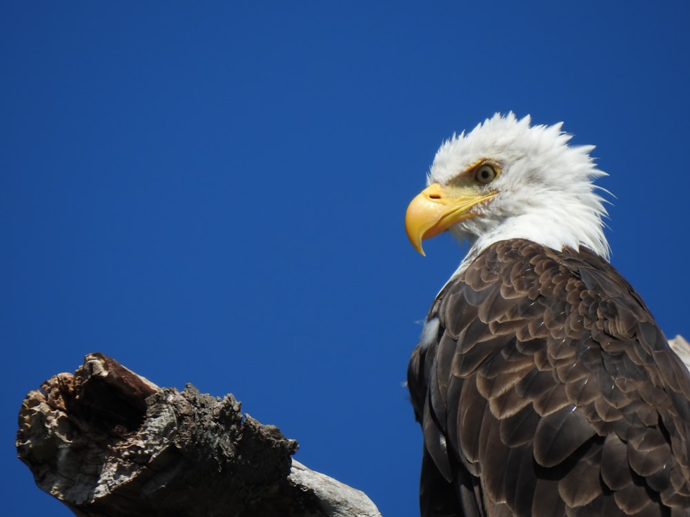 a bald eagle sitting on top of a tree branch