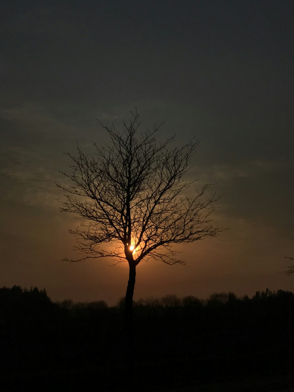 withered tree during nighttime