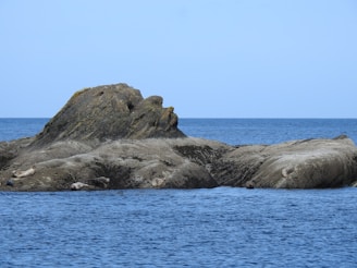 Several seals are resting on a large, rocky outcrop surrounded by calm blue ocean waters. The scene is peaceful, with sunlight reflecting off the textured surfaces of the rocks and the seals lounging in various positions. The background features a clear blue sky meeting the horizon of the sea.