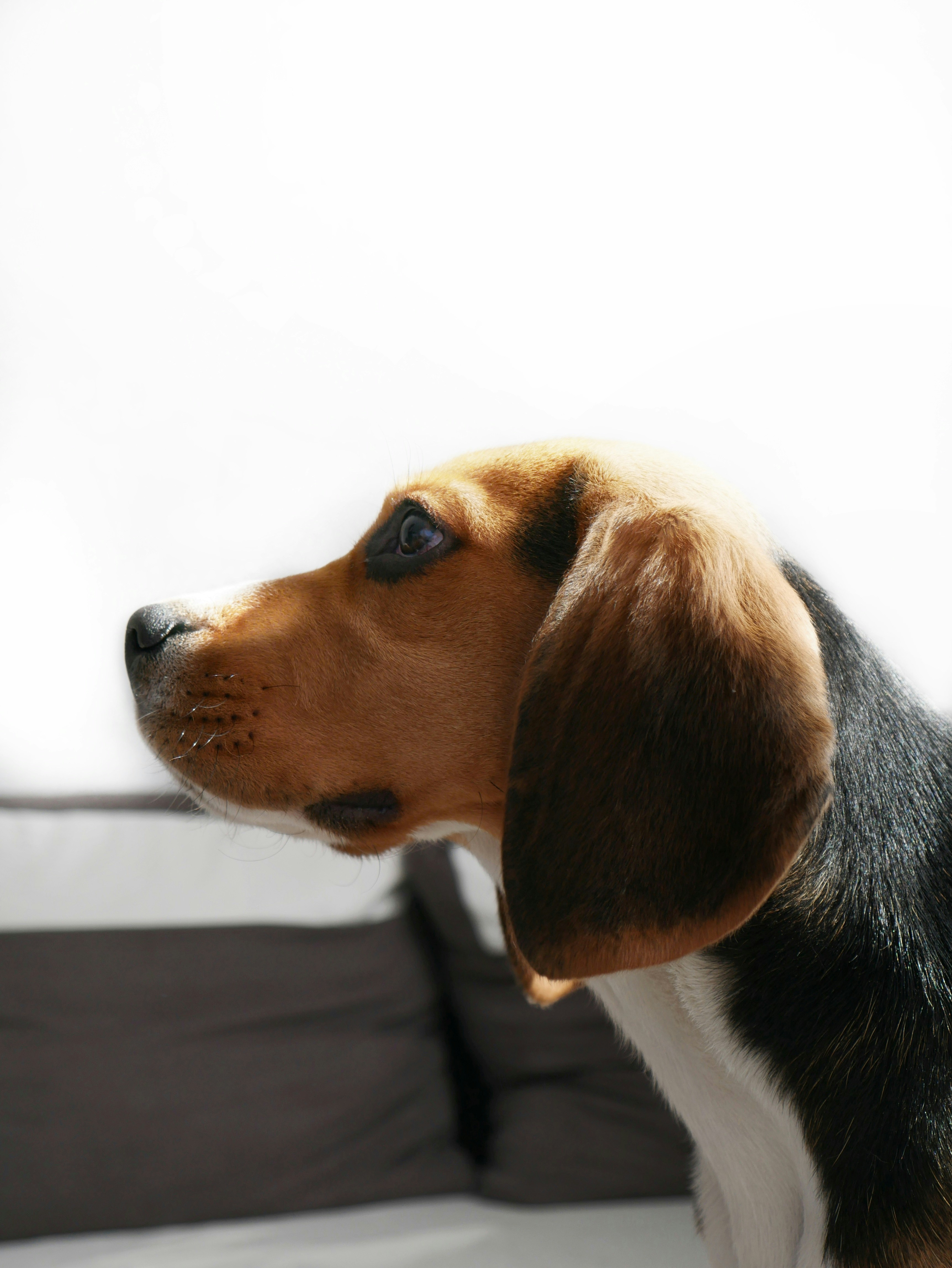 Beagle Mix Adult Beagle Dog Breed Health And Care PetMD, image size:3000x3995