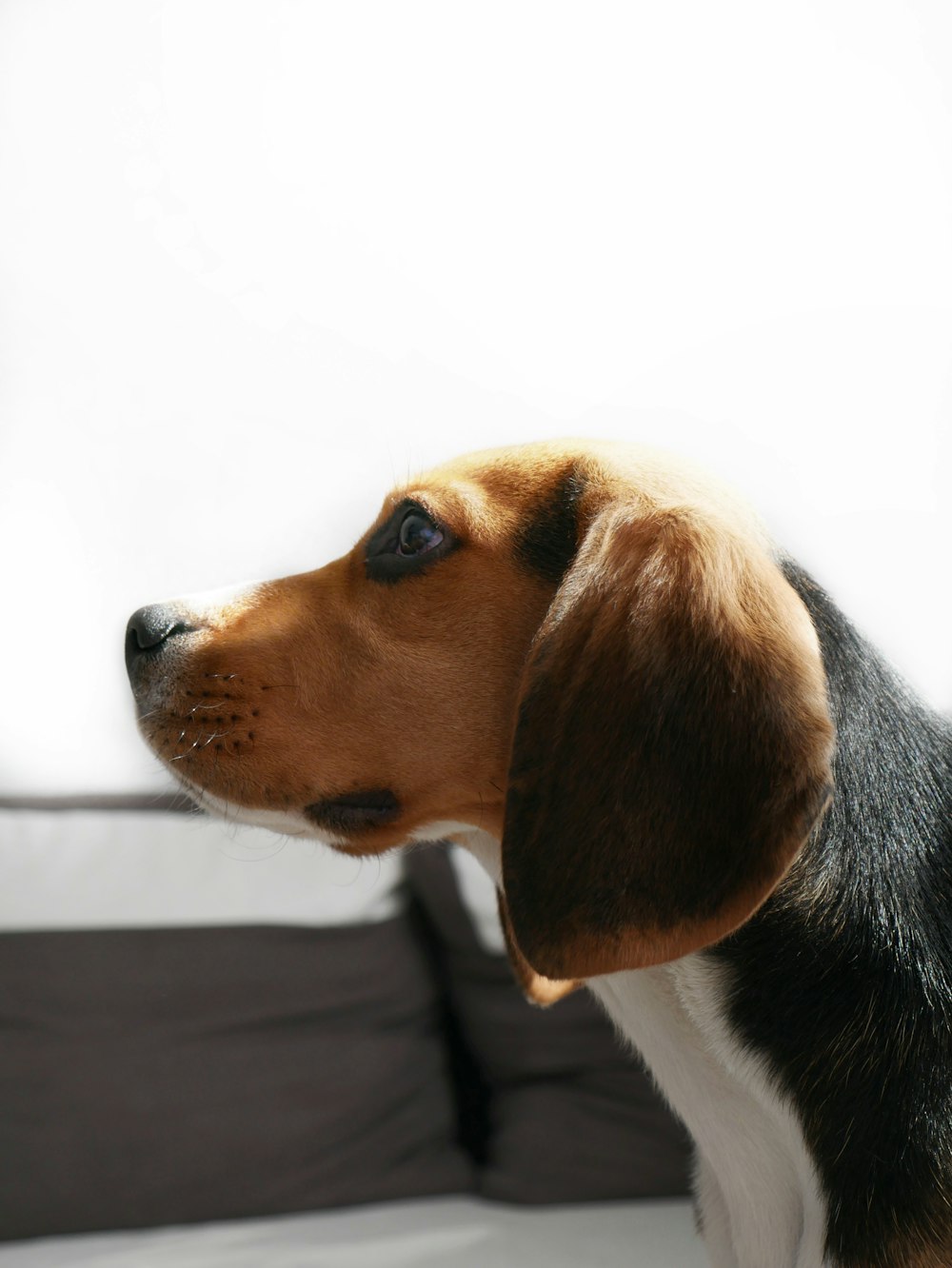 Ausgewachsener dreifarbiger Beagle