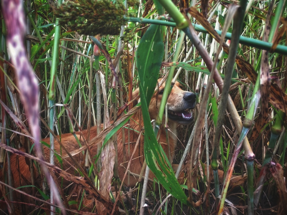 short-coated tan dog