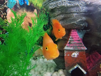 Two bright orange fish swimming in a decorated aquarium environment with green aquatic plants. There is a small, colorful structure resembling a house or castle, and white pebbles line the bottom.