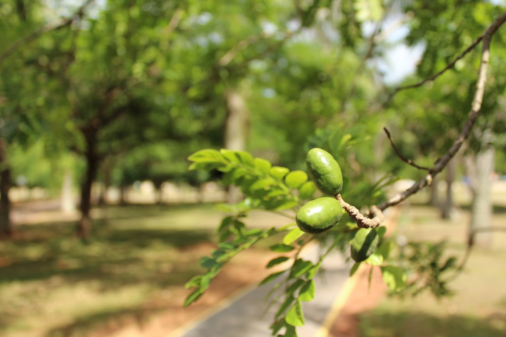 green-leafed plant