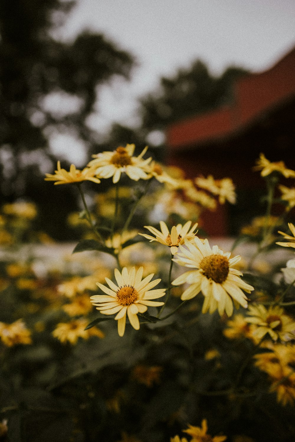 yellow-petaled flowers during daytime