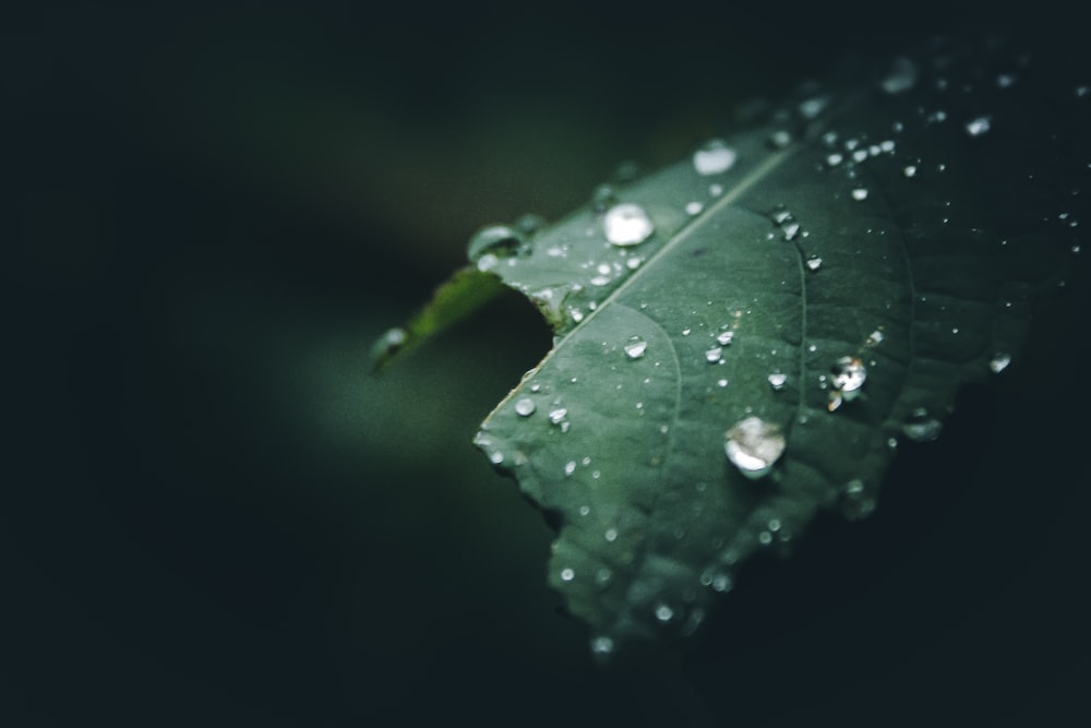 나뭇잎에 맺힌 물이슬의 선택적 초점 사진