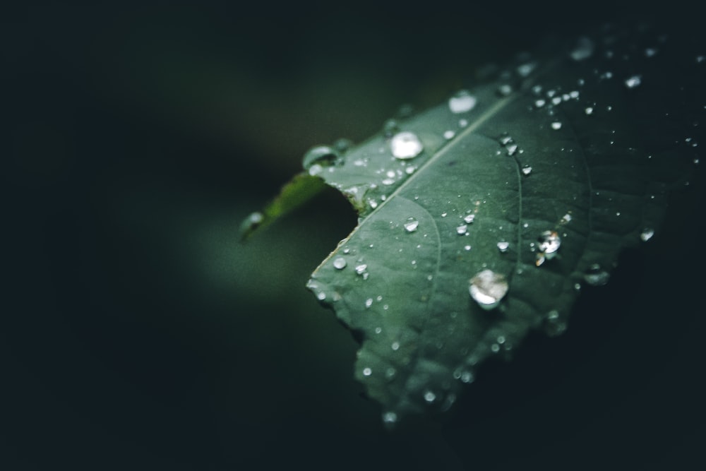 selective focus photography of water dew on leaf