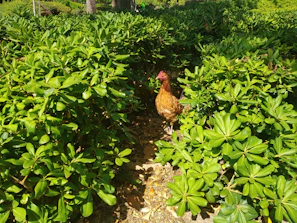 The chook lodge bathed in golden afternoon light with chickens wandering nearby