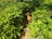 A vibrant chicken coop surrounded by lush green pastures, showcasing healthy, free-range chickens enjoying the sunlight.